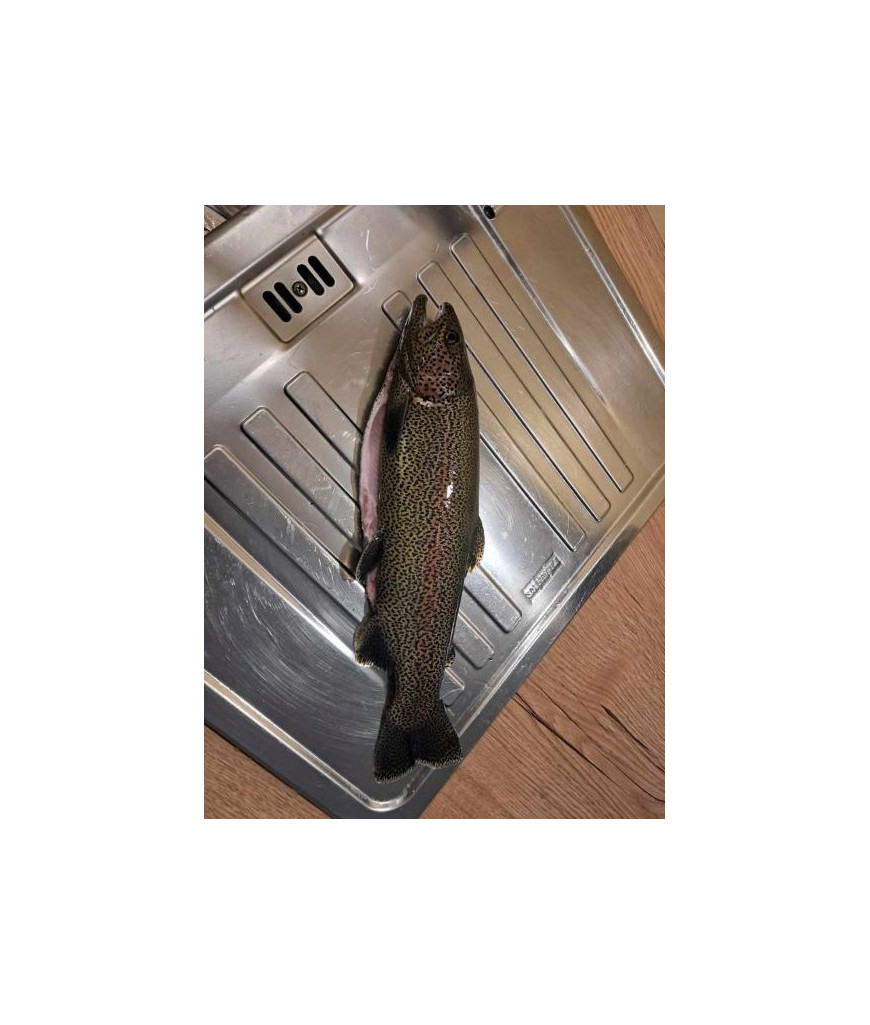 Truite arc-en-ciel bio éviscérée 400gr