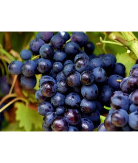 Raisins noirs - 500g