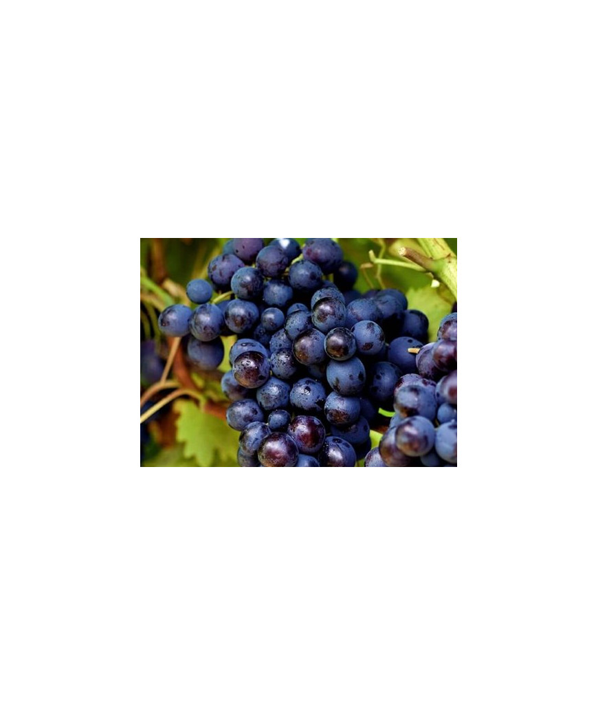 Raisins noirs - 500g