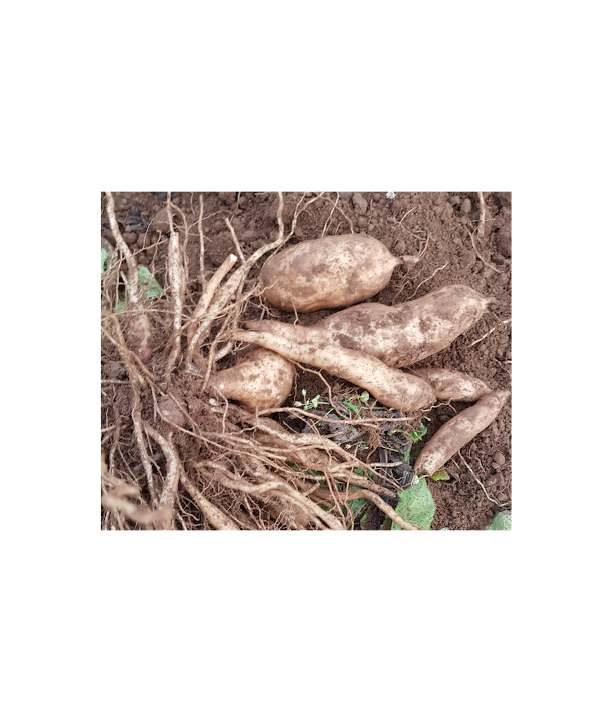 Yacon (poire de terre)