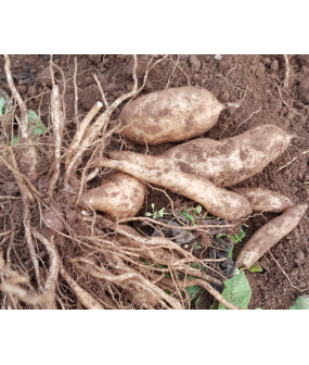 Yacon (poire de terre)