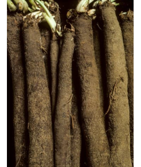 Scorsonère - 1kg