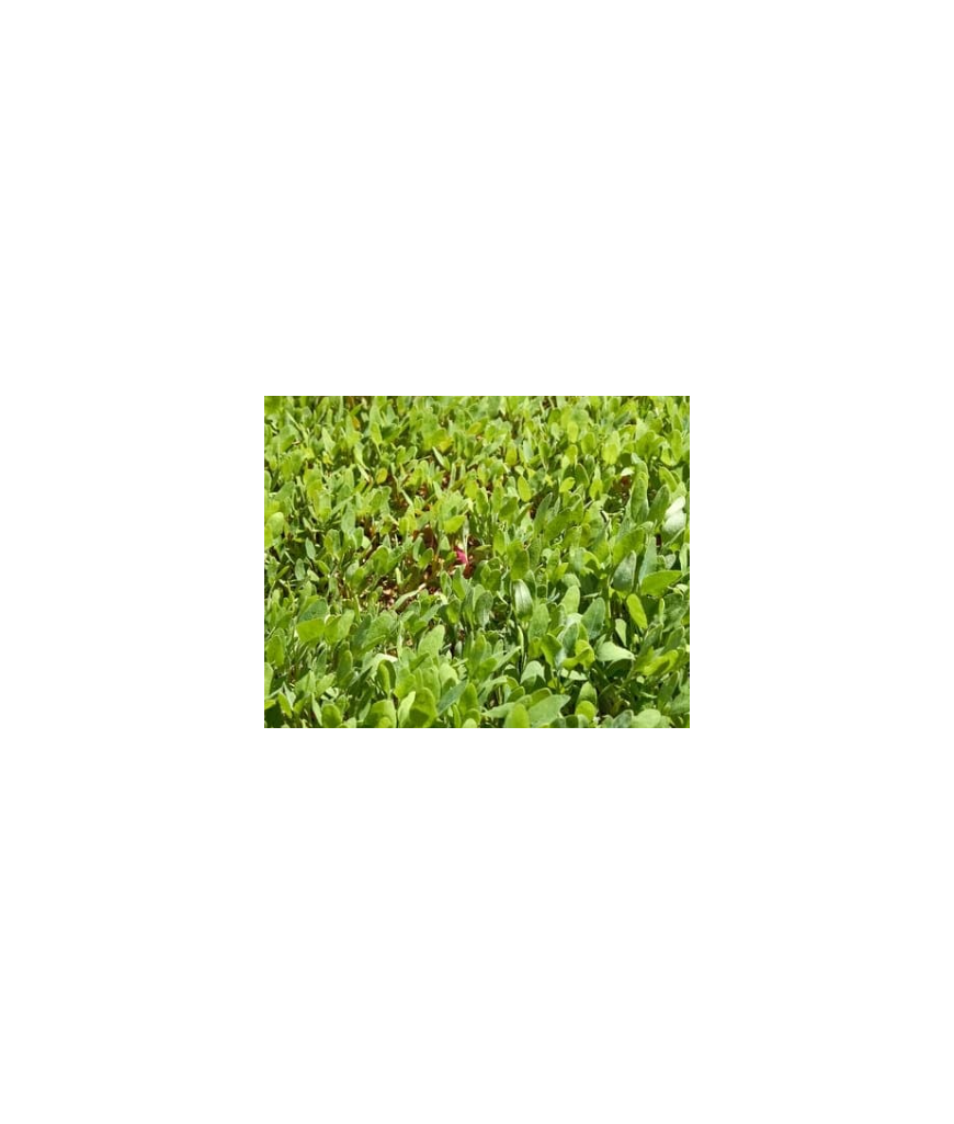 Arroche - 100g