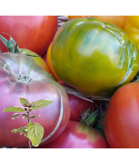 Tomates diverses - kg