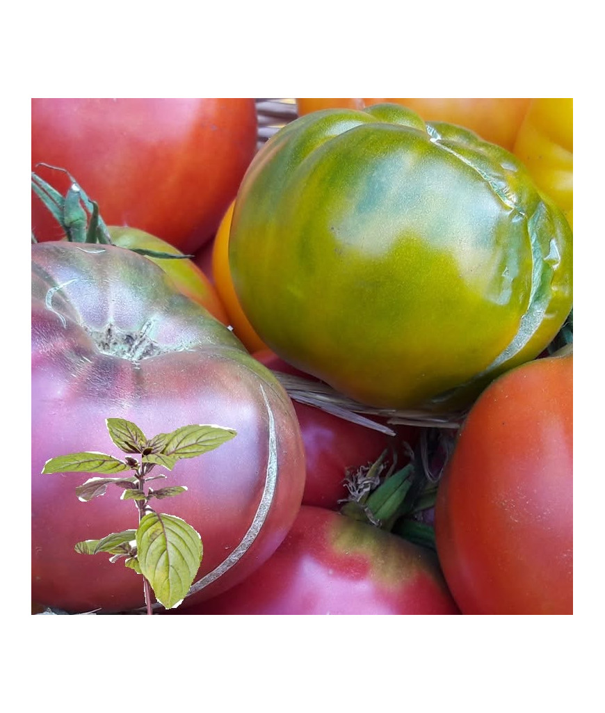 Tomates diverses - kg