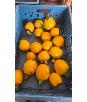 Courgette ronde - kg