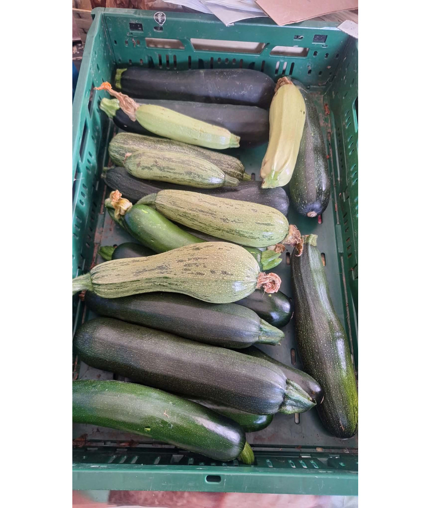 Courgette longue - kg
