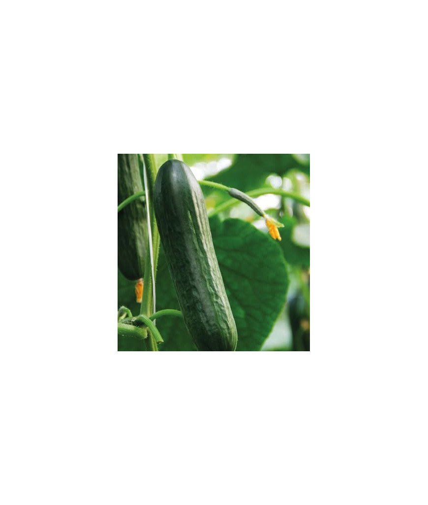 Concombre - 500g