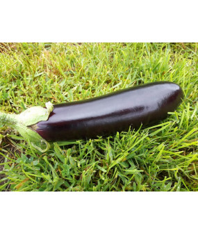 Aubergine