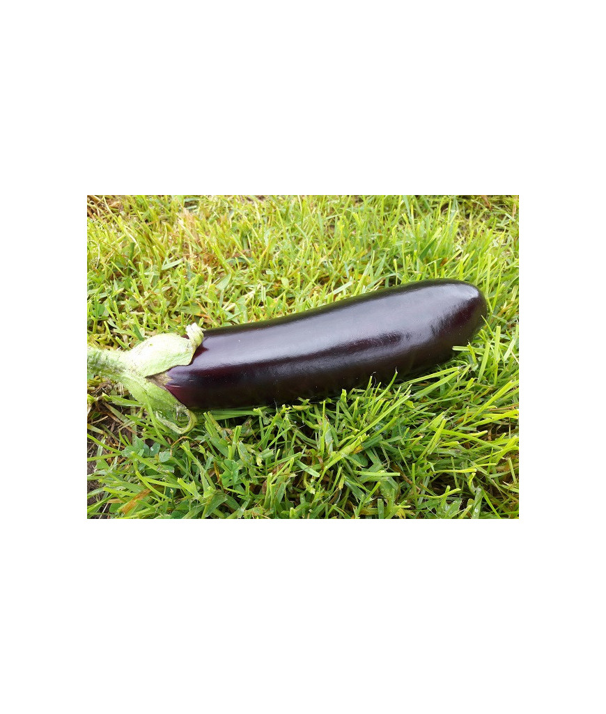 Aubergine