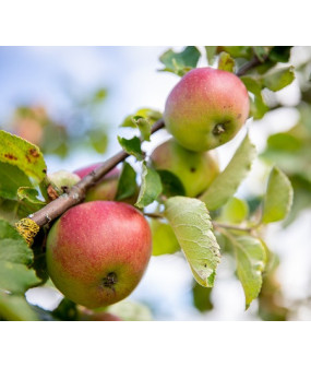 Pomme bio à croquer - 1 kg