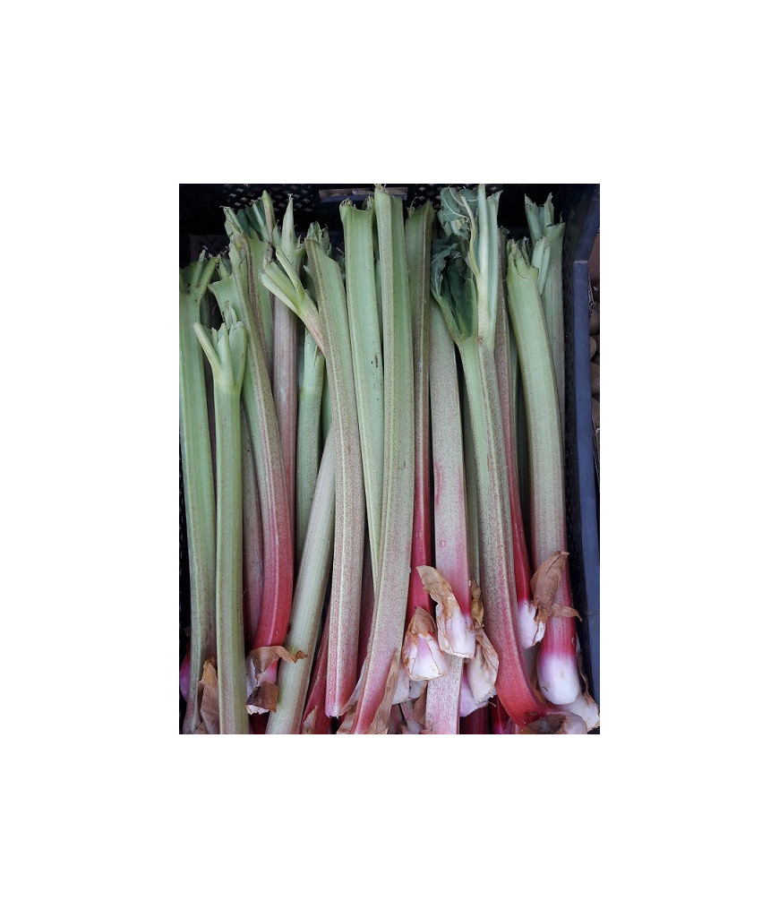 Plant de rhubarbe - Unité
