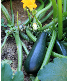 Courgette - 2kg