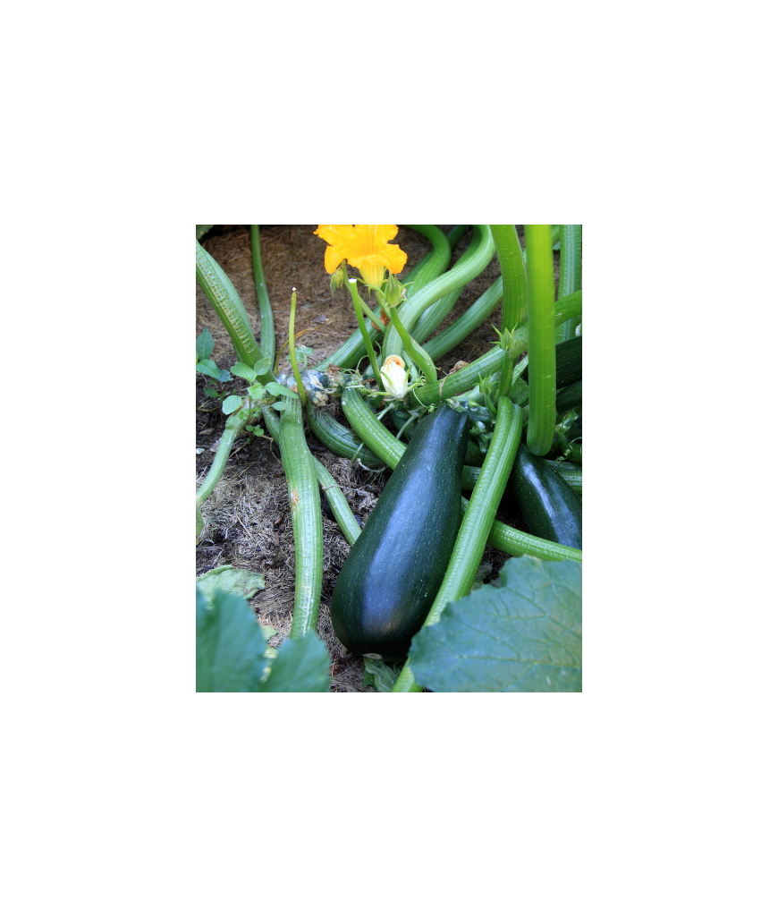 Courgette - 2kg