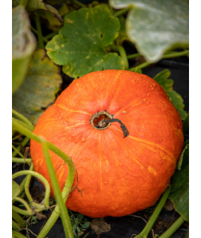 Potiron - 2kg