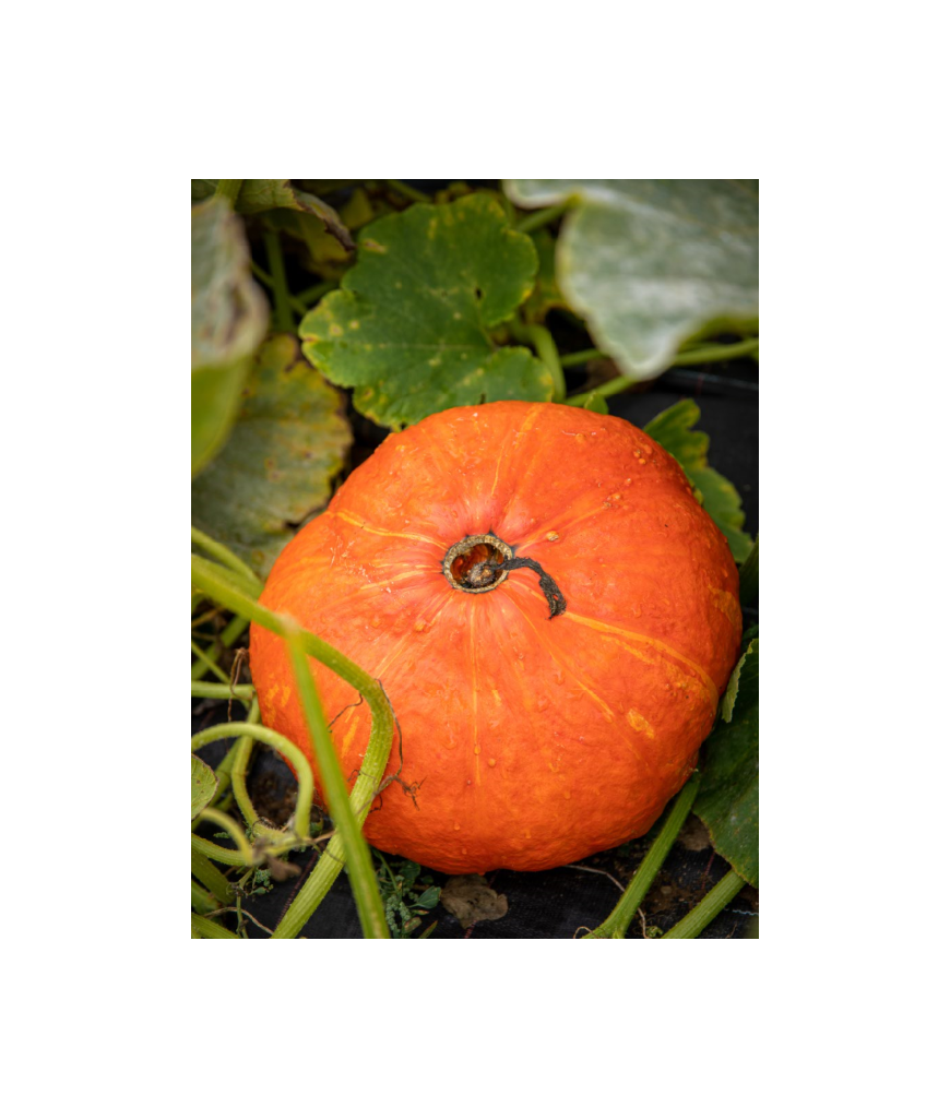 Potiron - 2kg