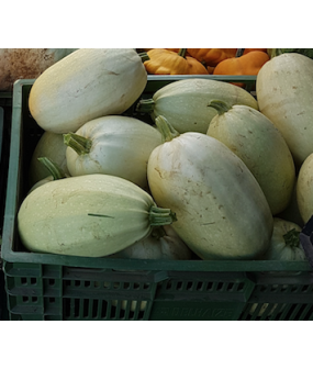 Courge spaghetti - pc
