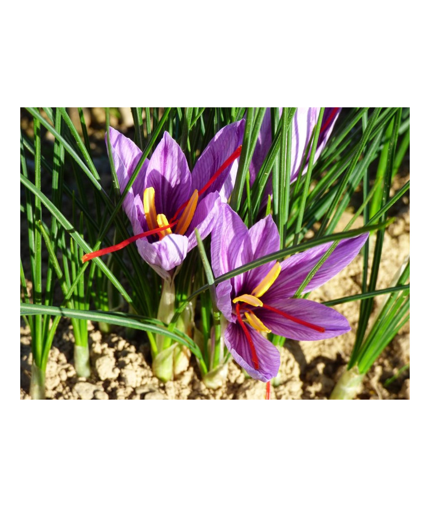 Pistil de safran - 0,10gr
