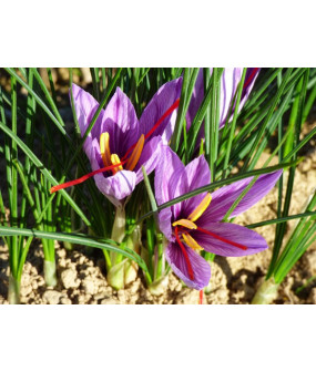 Pistil de safran - 0,10gr