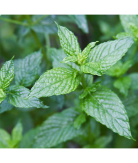 Bouquet de menthe poivrée